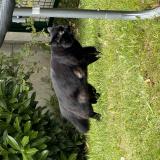 Photo de chat perdu à Le Chesnay