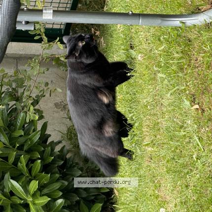 Photo 1/1 Chat retrouvé Perdu à Le chesnay