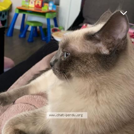 Photo 1/1 Sakura Chat perdu à Etroussat