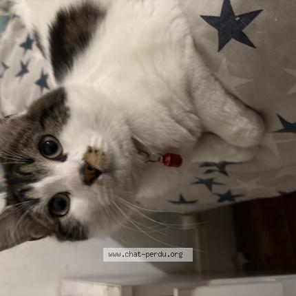 Photo 1/1 Chat retrouvé Perdu à Clichy Sous Bois