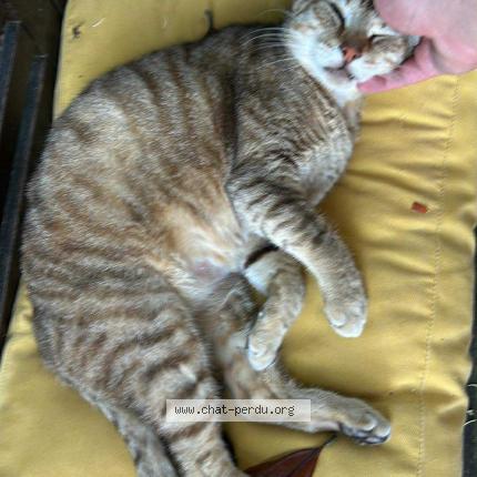 Photo de chat perdu à Orsay