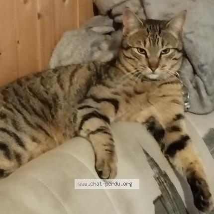 Photo 1/1 Yakari Chat perdu à La batie neuve