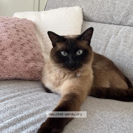 Photo 1/1 Chat retrouvé Perdu à Tourville la campagne