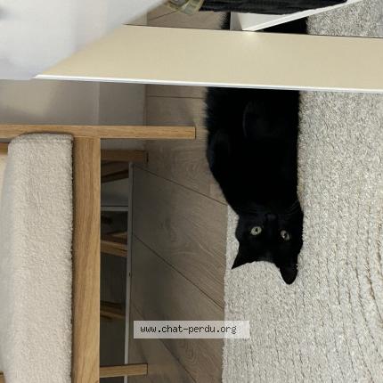 Photo 1/1 Melman Chat perdu à Chabris