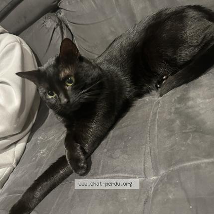 Photo 1/1 Carle Maëva Chat perdu à Plerin