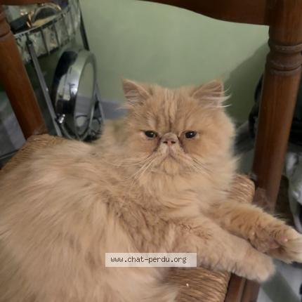 Photo de chat perdu à Saint Jean Du Falga