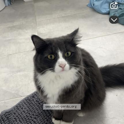 Photo 1/1 cléo Chat perdu à Saint jean sur richelieu