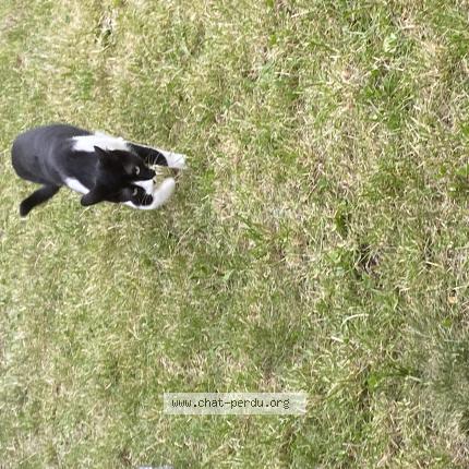 Photo de chat perdu à Marseille