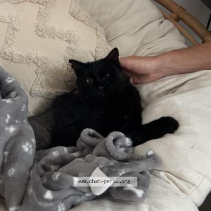 Photo 1/1 Binouze Chat perdu à Venelles