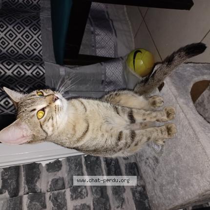 Photo 1/1 Kiwi Chat perdu à Gap