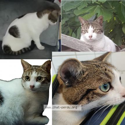 Photo de chat perdu à Arles
