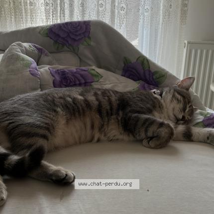 Photo de chat perdu à Etampes