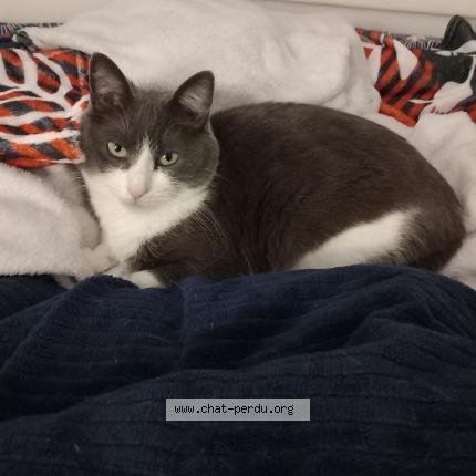 Photo 1/1 Bounty Chat perdu à Thorigne fouillard