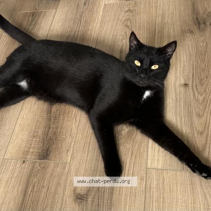 Photo 1/1 Eddie Chat perdu à Lorry les metz