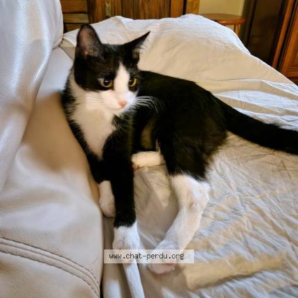 Photo 1/1 FILOU Chat perdu à Gagnieres