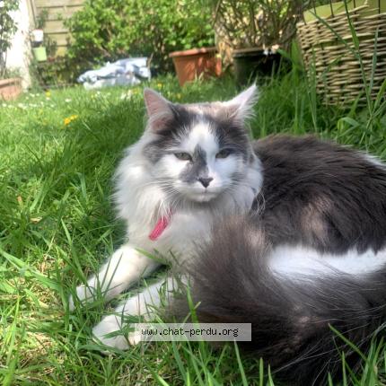 Photo 1/1 Zola Chat perdu à Plomodiern