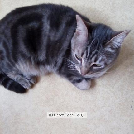 Photo de chat perdu à Angers