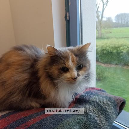 Photo de chat perdu à Warlaing