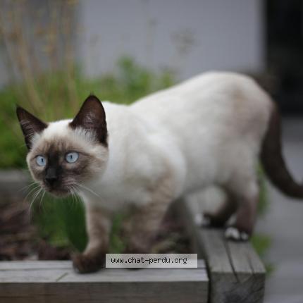 Photo de chat perdu à Perros Guirec