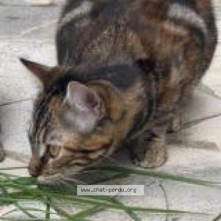 Photo 1/2 Mona Chat perdu à Lievin
