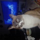 Photo de chat perdu à Ternay