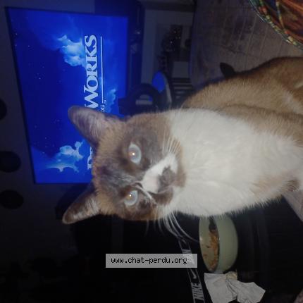 Photo 1/1 Chat retrouvé Perdu à Ternay