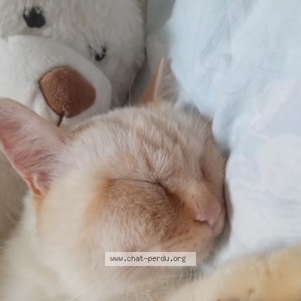 Photo 1/1 Coton Chat perdu à Saint aubin d aubigne