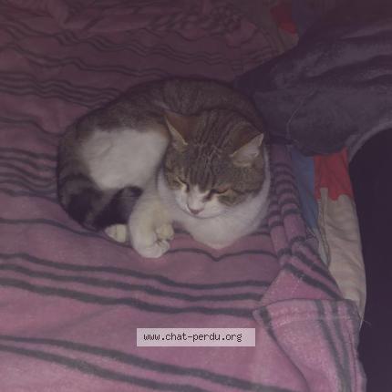 Photo 1/1 Chat retrouvé Perdu à Cuers