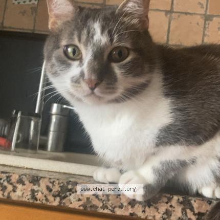 Photo de chat perdu à Aubenas