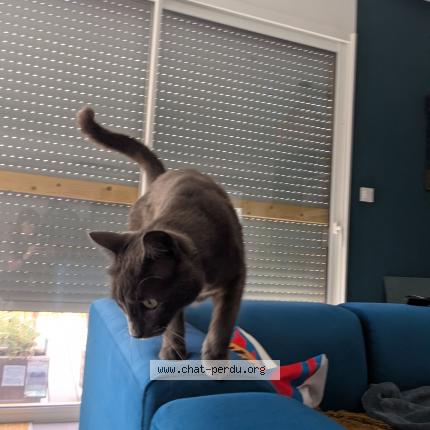 Photo 1/1 Angus Chat perdu à Plaisance du touch