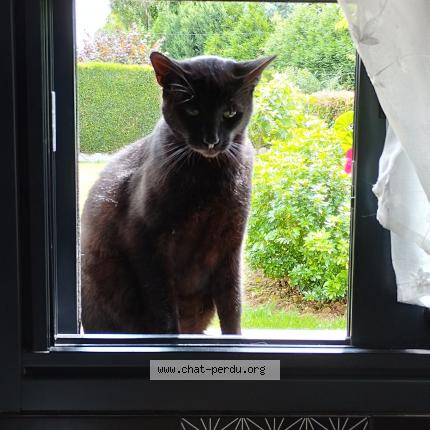 Photo 1/1 Boubou Chat perdu à Honguemare guenouville