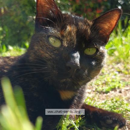 Photo 1/1 Chat retrouvé Perdu à Sentenac De Serou