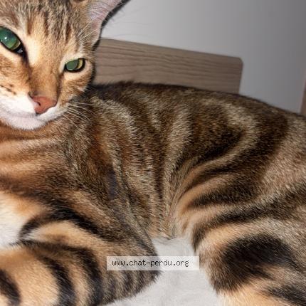 Photo de chat perdu à Oullins