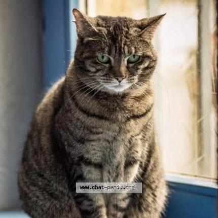 Photo 1/1 Nina Chat perdu à Forbach