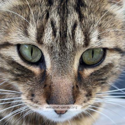 Photo de chat perdu à Laval