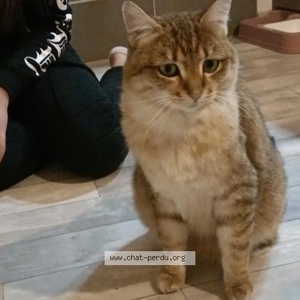 Photo de chat perdu à Tallende