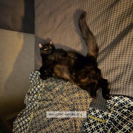 Photo de chat perdu à Mont Saint Martin