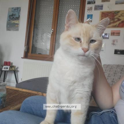 Photo 1/1 Chat retrouvé Perdu à Lille