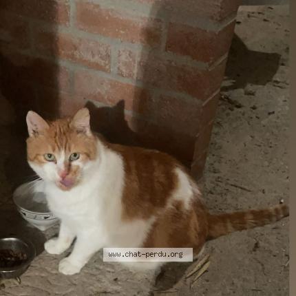 Photo 1/1 Jacko Chat perdu à La verrie