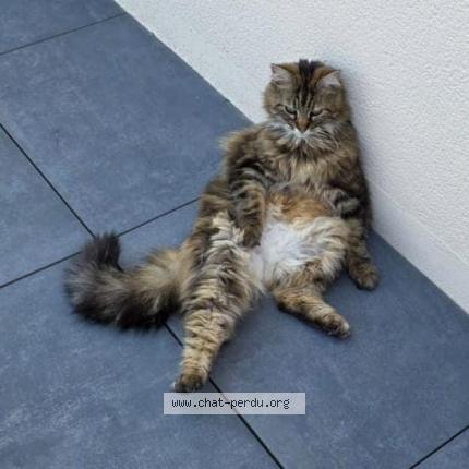 Photo 1/1 Samba Chat perdu à Mesanger