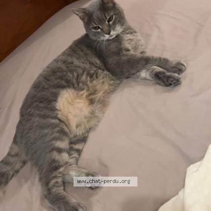 Photo de chat perdu à Bastia