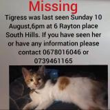 Photo de chat perdu à Johannesburg