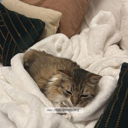 Photo de chat perdu à Bletterans