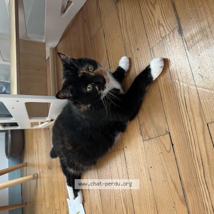 Photo 1/1 Zana Chat perdu à Goincourt