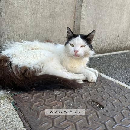 Photo 1/1 Chat retrouvé Trouvé à Bethune