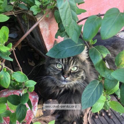 Photo de chat perdu à Rochecorbon