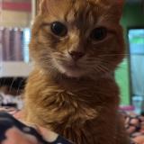 Photo de chat perdu à Montevideo Villa Espanola