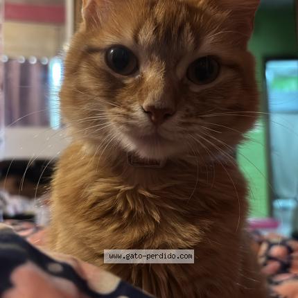 Photo 1/1 Canela Chat perdu à Montevideo villa espanola