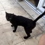 Photo de chat trouvé à Sable Sur Sarthe