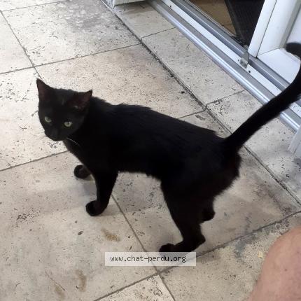 Photo 1/1 Chat retrouvé Trouvé à Sable sur sarthe